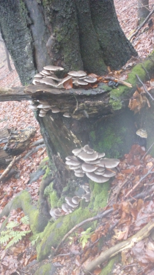 Konečne som našiel aj ja...