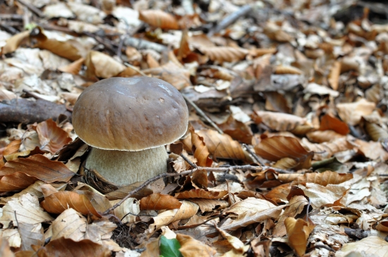 Jeseň pod Vihorlatom