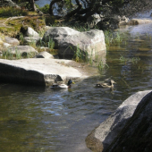 Kačky zo Štrbského Plesa