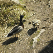 Kačky na prechádzke