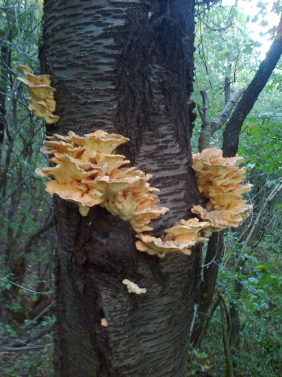 viete ich pomenovať?