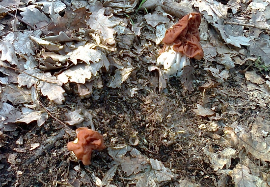 Poznáte ich? Sú jedlé?