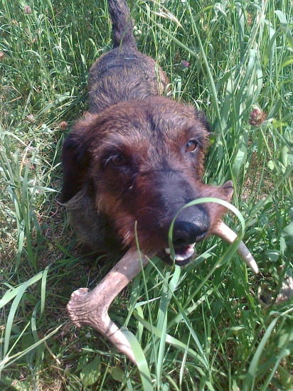 Dnešná prechádzka