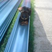 Benkov oddych v ríne