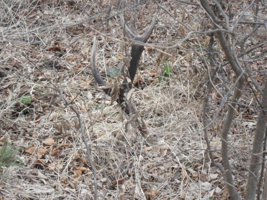 prekvapenie za bučkom