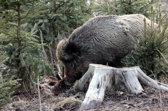 diviak pozierajúci mrcinu srnky no brutál.....
