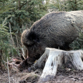 diviak pozierajúci mrcinu srnky no brutál.....