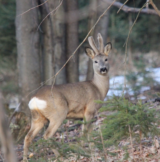 to sa mi podarilo :0))))