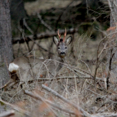 uz ma vytlcené vlčko tĺčko :D