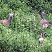 ked lanky oddychujú