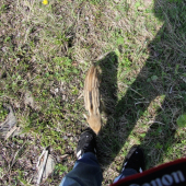 ranná prechádzka :D