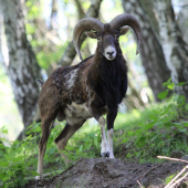 pekne ma prekvapil alebo ja jeho?