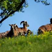 medzi lúčnymi kvetmi :)