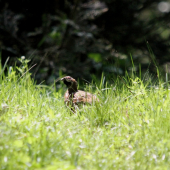 moj JARIABOK :D prvý :)))