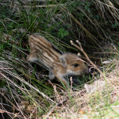 aj ked som malický jarok hravo zvládnem:))))