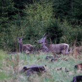 stale ich este má ????