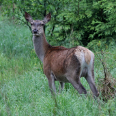 A tak som stlacil spust