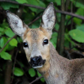 pohladá dievcina :D
