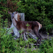 Mladý jelienok :)