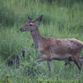 ranný jelienok za hmly :) 100% fresh foto :D