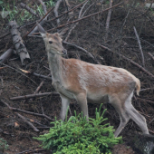 odmena za zimné ale aj terajsie prikrmovanie.)