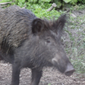 zvalcovala ma mamina