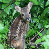Bambi :)