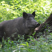 ked sa diana usmieva :)