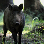 400 foto na lz (medzi stromami )