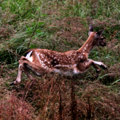 vabenie srnca :D a ze kto dosiel :D
