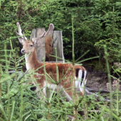 ked sa starám o solník :)