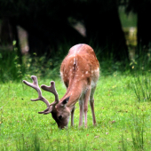 este jeden fešák :)
