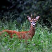 vecerné vábenie :)