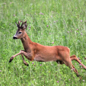 ked som predstieral rujnú srnu :D
