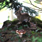 Ked ma zajo k dubáku doviedol :)))