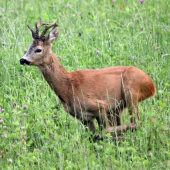 ked sa srnec na pasi bál...... :D