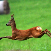 redbul vám dava krídla :D