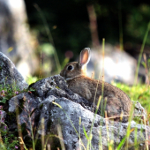 kralikova seansa :)))