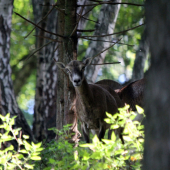 kukala na mna jak na voz zeleniny :D