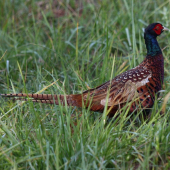 kysucký páávv :D:D