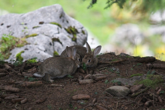 iba jeden božtek :))