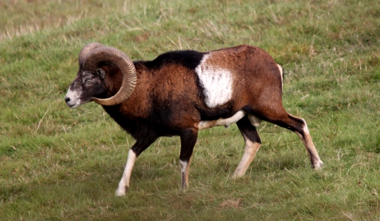 mufčo :)