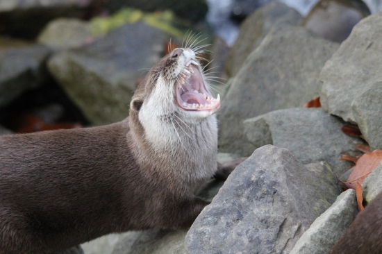 zožeriem ťa :D:D:D:D