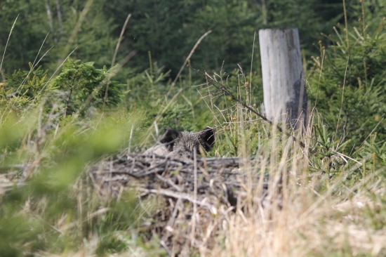 hra na skovávačku :D