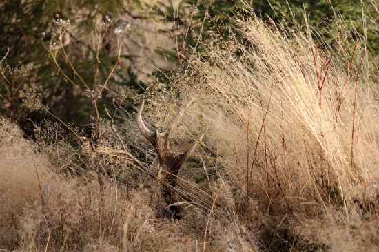 vtlačí sa  do tvojích snov :)