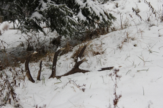 privítajme králov :)