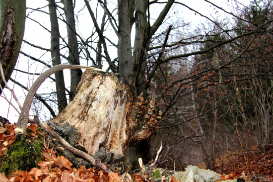 budúci král králov :D