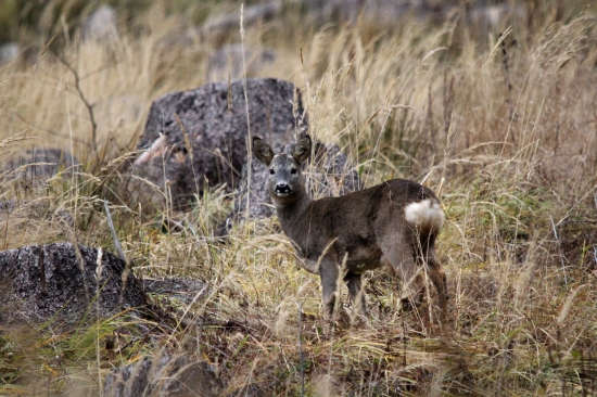 priatel bez ozdoby :)
