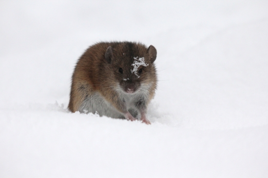 aj myške sa zrniecko uslo :D