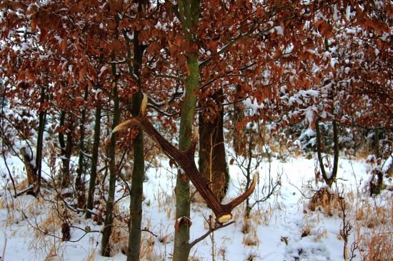 Štedrodnový nález :))))